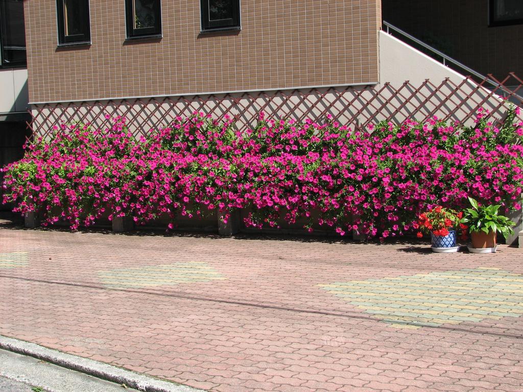 Hakuba Glad Inn Ebisuya Ngoại thất bức ảnh
