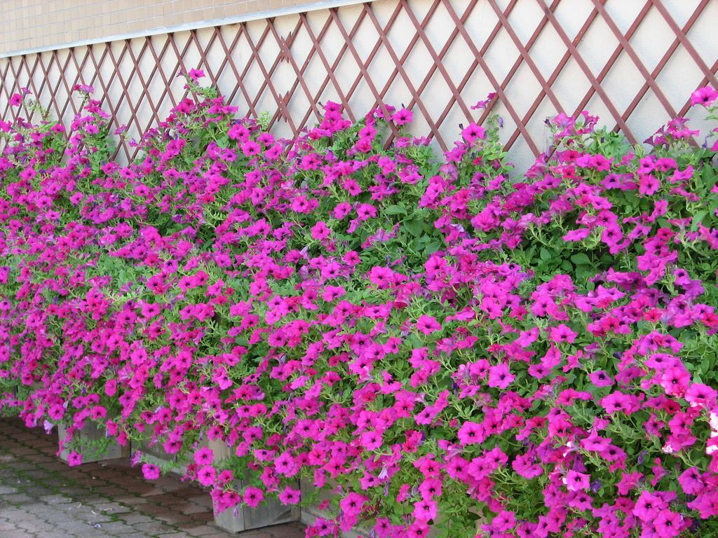 Hakuba Glad Inn Ebisuya Ngoại thất bức ảnh